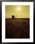 Combine Harvester In Field At Sunset by John Zimmerman Limited Edition Print