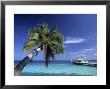 Palm Tree And Tropical Beach, Maldives, Indian Ocean by Jon Arnold Limited Edition Pricing Art Print