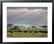 African Buffalo, Serengeti National Park, Tanzania by Ivan Vdovin Limited Edition Print