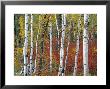 Autumn Foliage, South Dakota, Usa by Walter Bibikow Limited Edition Pricing Art Print