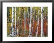 Autumn Foliage, South Dakota, Usa by Walter Bibikow Limited Edition Print