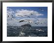 Gannets In Flight, Following Fishing Boat Off Bass Rock, Firth Of Forth, Scotland by Toon Ann & Steve Limited Edition Print