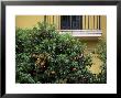 Orange Tree Outside House, Triana Quarter, Seville, Andalucia, Spain by Jean Brooks Limited Edition Print
