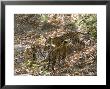 Bengal Tigers, Panthera Tigris Tigris, Bandhavgarh National Park, Madhya Pradesh, India by Thorsten Milse Limited Edition Print