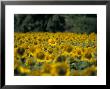 Field Of Sunflowers Near Priene, Anatolia, Turkey by R H Productions Limited Edition Print