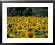 Field Of Sunflowers Near Priene, Anatolia, Turkey by R H Productions Limited Edition Pricing Art Print