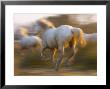 White Camargue Horses Running, Provence, France by Jim Zuckerman Limited Edition Print