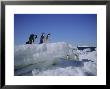 Adelie Penguins, Antarctica by Geoff Renner Limited Edition Pricing Art Print