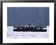 Star Ferry, Victoria Harbour, Hong Kong, China, Asia by Amanda Hall Limited Edition Print