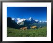 Cows In Alpine Meadow With Fiescherhorner And Eiger Mountains Beyond, Swiss Alps, Switzerland by Ruth Tomlinson Limited Edition Pricing Art Print