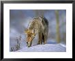 Coyote (Canis Latrans), Weighing 30-40 Lbs, Less Than Half The Weight Of A Wolf, Wyoming, Usa by Louise Murray Limited Edition Print