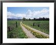 Driveway With Dandelion (Taraxacum Officinale) In Flower, Near Glacier National Park, Montana by James Hager Limited Edition Print