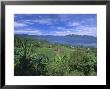 Rice Terraces On Eastern Shore Of Crater Lake, Lake Maninjau, West Sumatra, Sumatra, Indonesia by Robert Francis Limited Edition Print