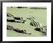 American Alligators, Everglades National Park, Florida by Mark Newman Limited Edition Print