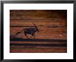 Gemsbok Or South African Oryx On The Run, Kgalagadi Transfrontier Park, Northern Cape, South Africa by Carol Polich Limited Edition Print