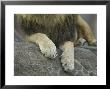 African Lion's Paws At The Sedgwick County Zoo, Kansas by Joel Sartore Limited Edition Print