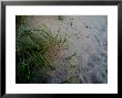 Close-Up Of Aquatic Grasses On A Sand Dune, Block Island, Rhode Island by Todd Gipstein Limited Edition Pricing Art Print