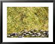 Herd Of 200 Elephants All In A Line In Chad's Zakouma National Park by Michael Fay Limited Edition Print