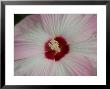 Hibiscus Flower On The Grounds Of The Sunset Zoo, Kansas by Joel Sartore Limited Edition Pricing Art Print