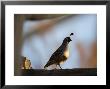 Gambel's Quail At The Omaha Zoo, Nebraska by Joel Sartore Limited Edition Print