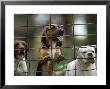 Rescued Dogs At A Wildlife Rescue Member's Home In Eastern Nebraska by Joel Sartore Limited Edition Print