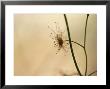 The Beautiful, Delicate And Carnivorous Tall Sundew Plant, Yellingbo Nature Reserve, Australia by Jason Edwards Limited Edition Pricing Art Print