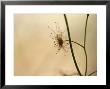 The Beautiful, Delicate And Carnivorous Tall Sundew Plant, Yellingbo Nature Reserve, Australia by Jason Edwards Limited Edition Print