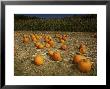 Pumpkin Patch With A Corn Field Behind It by Tim Laman Limited Edition Pricing Art Print