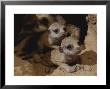 Just Waking Up, Two Meerkat Pups Crawl Away From Their Nest Into The Sunlight by Mattias Klum Limited Edition Print