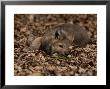 Five-Week-Old Gray Wolf Pup, Canis Lupus, Rests In A Pile Of Leaves by Jim And Jamie Dutcher Limited Edition Pricing Art Print