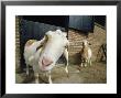 With Head Cocked, A Goat Peers Curiously At The Camera by Michael Melford Limited Edition Print