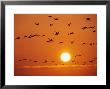Birds In Flight Against Sunset Sky, Wattenmeer National Park, Germany by Norbert Rosing Limited Edition Print