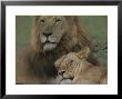 African Lion And Lioness by John Eastcott & Yva Momatiuk Limited Edition Print
