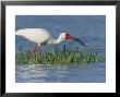 White Ibis, Breeding Plummage, Ft. Desoto, Florida by Roy Toft Limited Edition Print