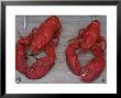 Pair Of Steamed American Lobsters by Michael Melford Limited Edition Print