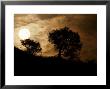 Tree Silhouetted Against A Stormy Sky At Sunset, Ranthambhore National Park, India by Jason Edwards Limited Edition Print