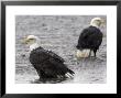 Two Bald Eagles Wait To Feed On Dead Chum Salmon, Southeast Alaska by Michael S. Quinton Limited Edition Print
