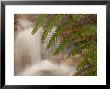 Close-Up Of Fern Growing Beside A Small Waterfall In The Forest by Phil Schermeister Limited Edition Print