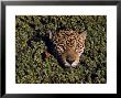 Jaguar Poking Its Head Through Plant Clogged Pool, Brazil by Dmitri Kessel Limited Edition Pricing Art Print