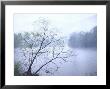 Willow Tree Rising Against Misty Cheat River Just Before Dawn by John Dominis Limited Edition Print