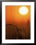 Sunset And Grass, Pt Reyes, Ca by Kyle Krause Limited Edition Pricing Art Print