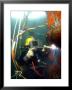 Us Navy Diver by Stocktrek Images Limited Edition Print