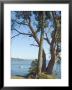 Gig Harbour, Washington State, Usa by Ethel Davies Limited Edition Print