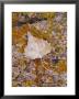 Cottonwood Leaf On Lichen Covered Rock, Alabama Hills, Eastern Sierras, California, Usa by Darrell Gulin Limited Edition Print