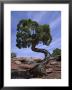 Juniper Tree With Curved Trunk, Canyonlands National Park, Utah, Usa by Jean Brooks Limited Edition Print