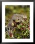 Eastern Gray Squirrel (Sciurus Carolinensis) In A Crab Apple Tree, In Captivity, Minnesota, Usa by James Hager Limited Edition Print