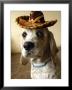Dog Wearing Sombrero by Dan Gair Limited Edition Print