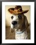 Dog Wearing Sombrero by Dan Gair Limited Edition Pricing Art Print