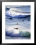 Surfing At Southern End Of Bondi Beach by Oliver Strewe Limited Edition Print