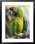 Buffon's Macaw From The Sedgwick County Zoo, Kansas by Joel Sartore Limited Edition Print